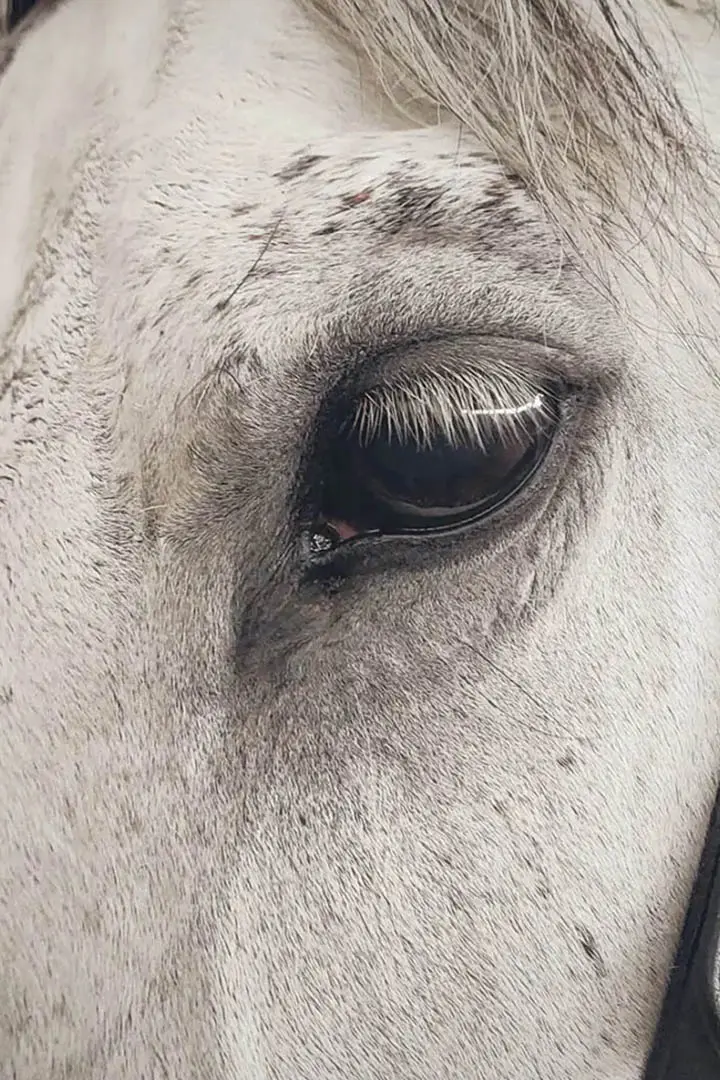 The close-up shot of a horse's face with focus on the eye