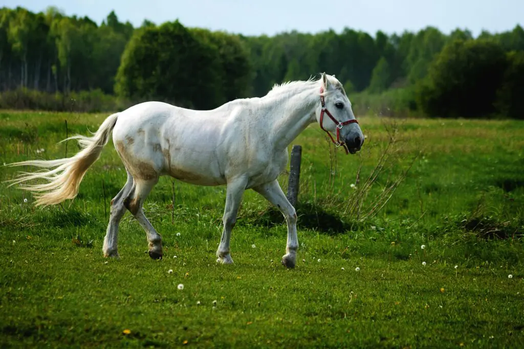 White horse on the grass | Animal Assisted Therapy