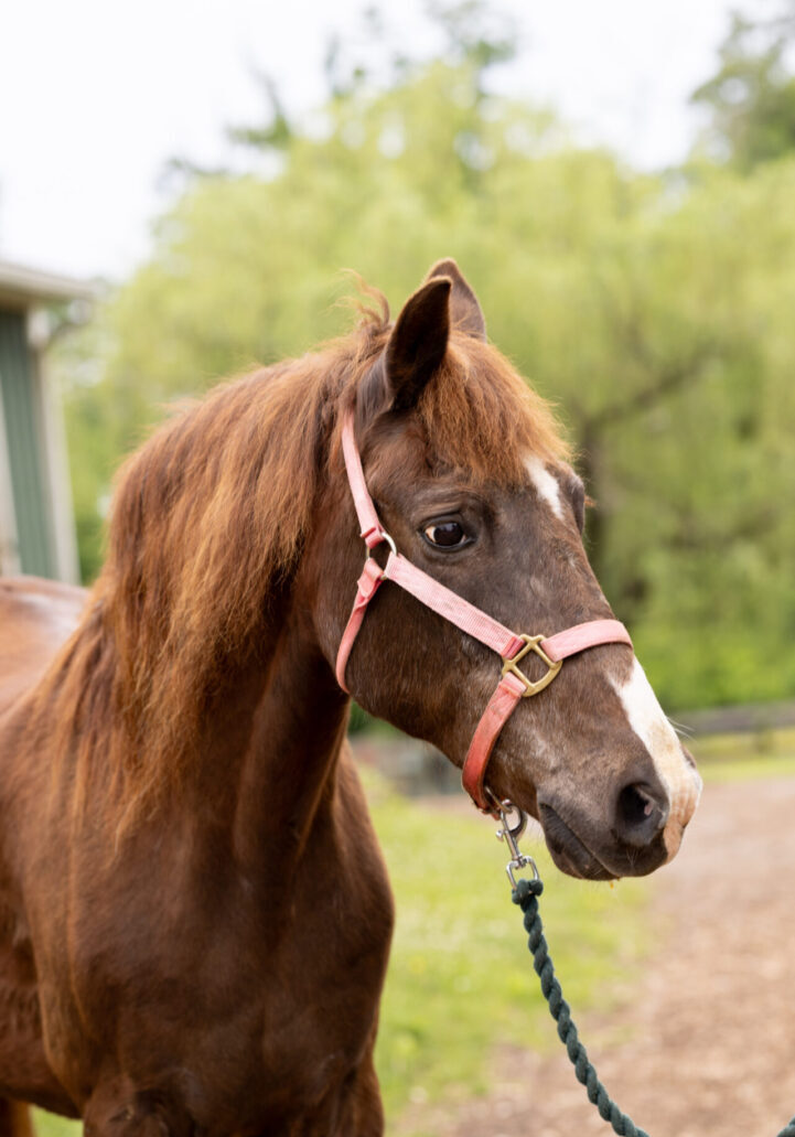 Brown horse with red halter outdoors.