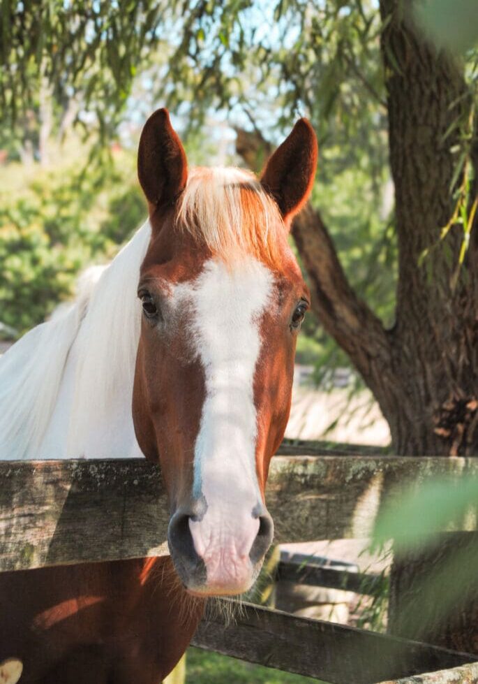 Shine Web pic 2 - Profile pic