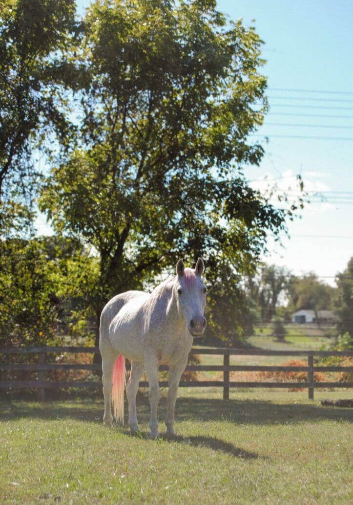 Tic Toc Web profile pic