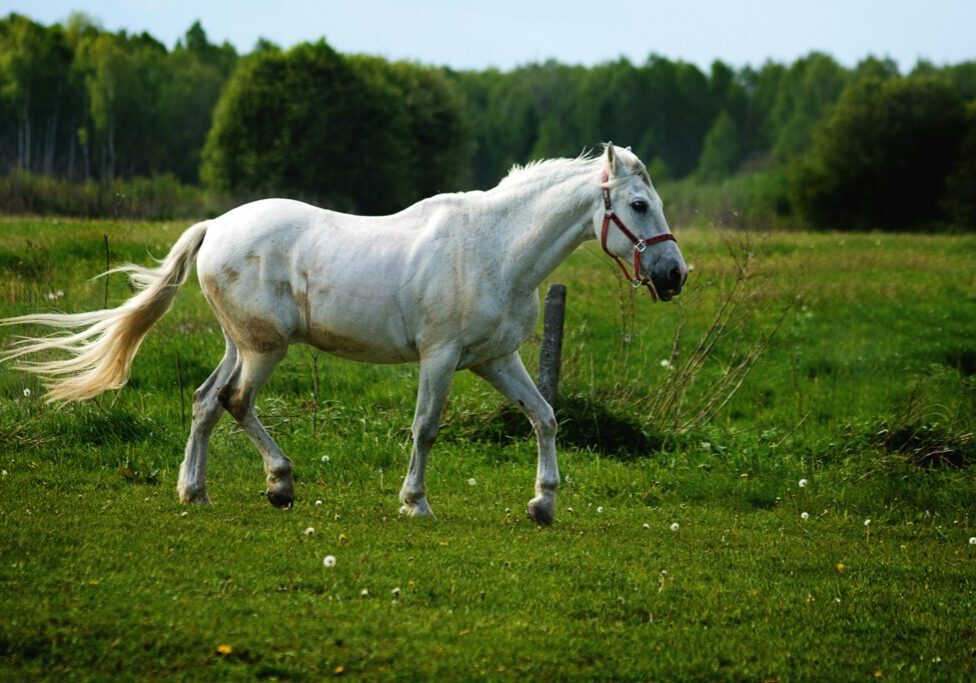 White horse on the grass | Animal Assisted Therapy